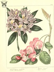 Anglų lietuvių žodynas. Žodis rose acacia reiškia rose akacijų lietuviškai.