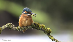 The Kingfisher .. Alcedo atthis .. also known as the Eurasian Kingfisher (Female)