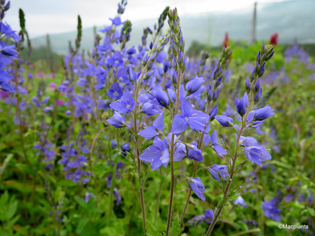 Veronica austriaca subsp. teucrium 'Royal Blue'