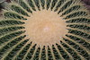 Echinocactus grusonii - Botanischer Garten Berlin • <a style="font-size:0.8em;" href="http://www.flickr.com/photos/25397586@N00/19741736366/" target="_blank">View on Flickr</a>