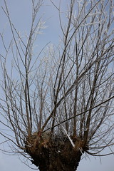 Anglų lietuvių žodynas. Žodis pollard reiškia  n  apkarpytas medis, medis su patrumpinta viršūne 2 beragis gyvulys, baužis 3 sėlenos  v apkarpyti (medžio viršūnę) lietuviškai.