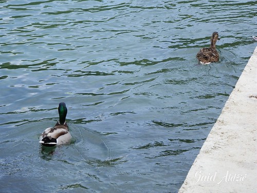 Divlje patke na rijeci Uni