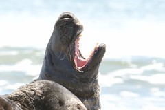183 grijze zeehond of kegelrob (Halichoerus grypus, gray seal, Kegelrobbe, phoque gris)