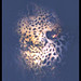 Leopard at night