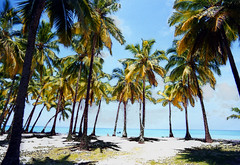 Palm Trees on Ngazidja