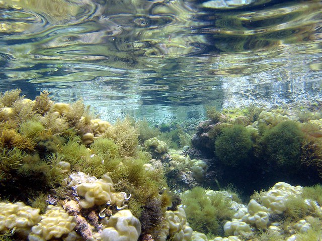 Azohia bajo el agua IV