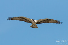 Osprey on patrol for a meal