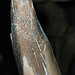 Mammuthus primigenius (woolly mammoth) (Pleistocene; Kotzebue, Alaska, USA) 5