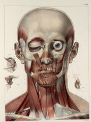 Anglų lietuvių žodynas. Žodis facial muscle reiškia veido raumenų lietuviškai.