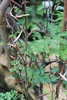 Acacia cornigera - Botanischer Garten Berlin • <a style="font-size:0.8em;" href="http://www.flickr.com/photos/25397586@N00/19145321684/" target="_blank">View on Flickr</a>
