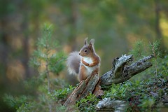 Red Squirrel - On the lookout