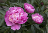 peonies by Muffet, on Flickr