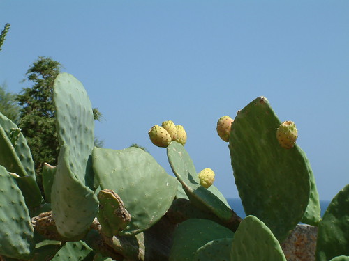 Prickly-pear cactus with yellow fruit