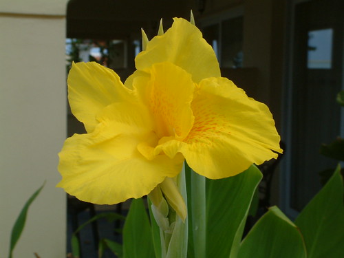 Yellow flower greeting the sun