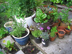 Pot Garden