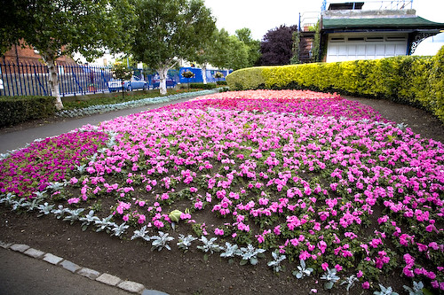 FLOWER BED IN PEOPLES PARK, DUN LAOGHAIRE