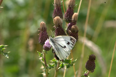 Butterfly at Fulford Community Orchard