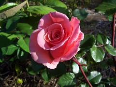 Anglų lietuvių žodynas. Žodis roses reiškia rožės lietuviškai.