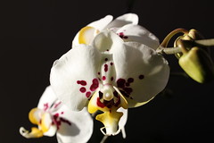 Anglų lietuvių žodynas. Žodis phalaenopsis reiškia <li>Phalaenopsis</li> lietuviškai.