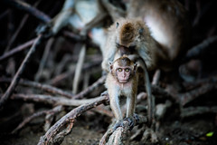 monkeys-1018