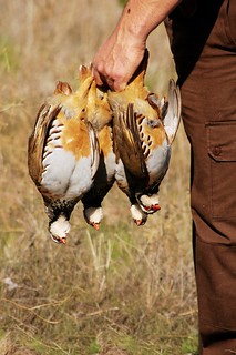Spain Ibex Hunt & Driven Partridge Hunts 20