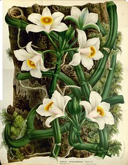 Anglų lietuvių žodynas. Žodis vanilla orchid reiškia vanilės orchidėjų lietuviškai.