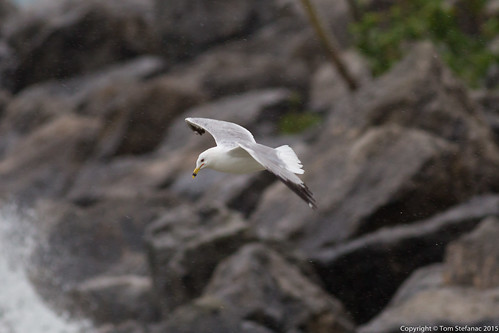 Hovering Seagull • <a style="font-size:0.8em;" href="http://www.flickr.com/photos/65051383@N05/19215101712/" target="_blank">View on Flickr</a>