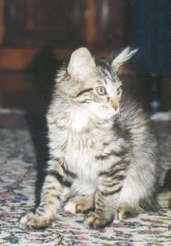 young  maine coon 