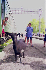 Goat on the train?