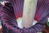 Amorphophallus titanum - Botanischer Garten Berlin • <a style="font-size:0.8em;" href="http://www.flickr.com/photos/25397586@N00/19747991622/" target="_blank">View on Flickr</a>