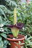 Amorphophallus titanum - Botanischer Garten Berlin • <a style="font-size:0.8em;" href="http://www.flickr.com/photos/25397586@N00/19581261749/" target="_blank">View on Flickr</a>