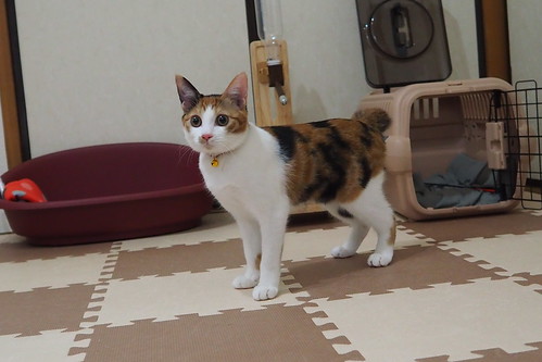うちの小豆さん69日目立ち姿な猫PEN-F標準レンズ
