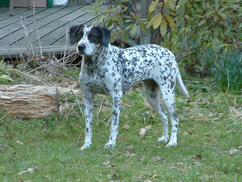 Sindie, our watchdog