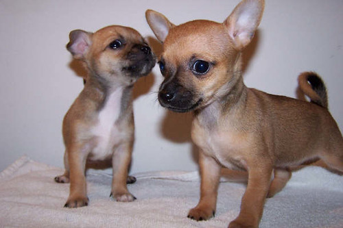 Tan Chihuahuas