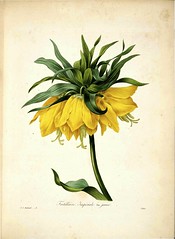 Anglų lietuvių žodynas. Žodis fritillaria liliaceae reiškia <li>fritillaria liliaceae</li> lietuviškai.