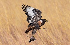 Jackal Buzzard (Buteo rufofuscus)