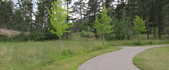 blair-pond-pathway