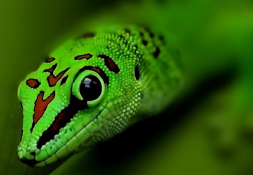 Gecko, From FlickrPhotos