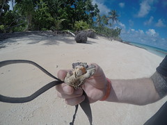 Hermit the crab got a little spooked but i put him down shortly therafter!