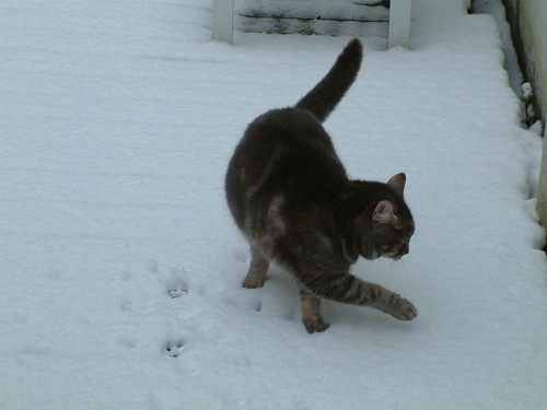 Cat looking at pawns in the fresh snow