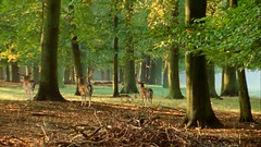 Anglų lietuvių žodynas. Žodis deer-forest reiškia n elnių draustinis lietuviškai.