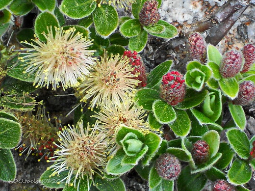 Image result for Arctic–Alpine Botanic Garden.