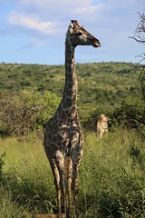 Giraffe, Pilanesberg game reserve, South Africa