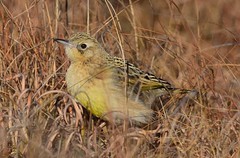 Yellow-breasted Pipit (Anthus chloris)