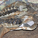 Megacerops robustus (fossil titanothere) (Oligocene; Nebraska, USA) 4