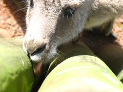 Kangaroo Gonna Lick