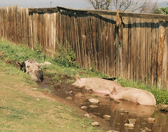 Dirty pigs!