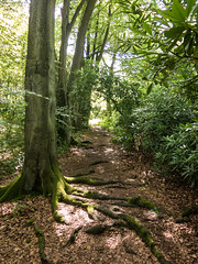 Rooted path