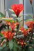 Scutellaria costaricana - Botanischer Garten Berlin • <a style="font-size:0.8em;" href="http://www.flickr.com/photos/25397586@N00/19767918775/" target="_blank">View on Flickr</a>