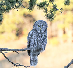 Anglų lietuvių žodynas. Žodis great gray owl reiškia didžiosios pilka pelėda lietuviškai.